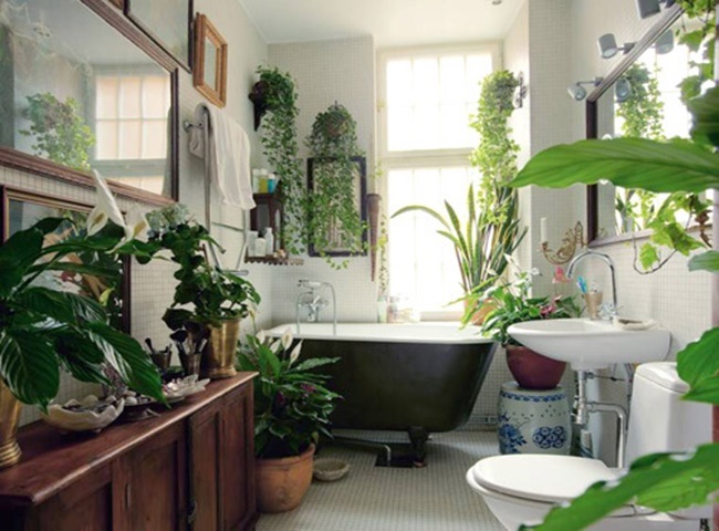 Khử m&ugrave;i h&ocirc;i bồn cầu bằng c&aacute;ch trồng nhiều c&acirc;y xanh trong toilet